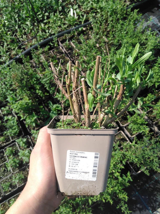 Aster Schneetanne - 2024