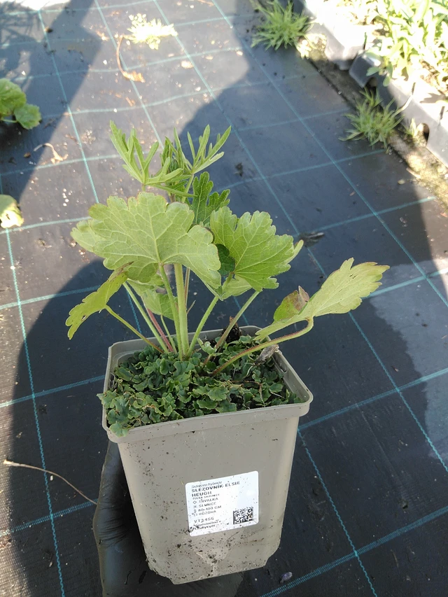 Malvike Elsie Heugh - 19. 8. 2025