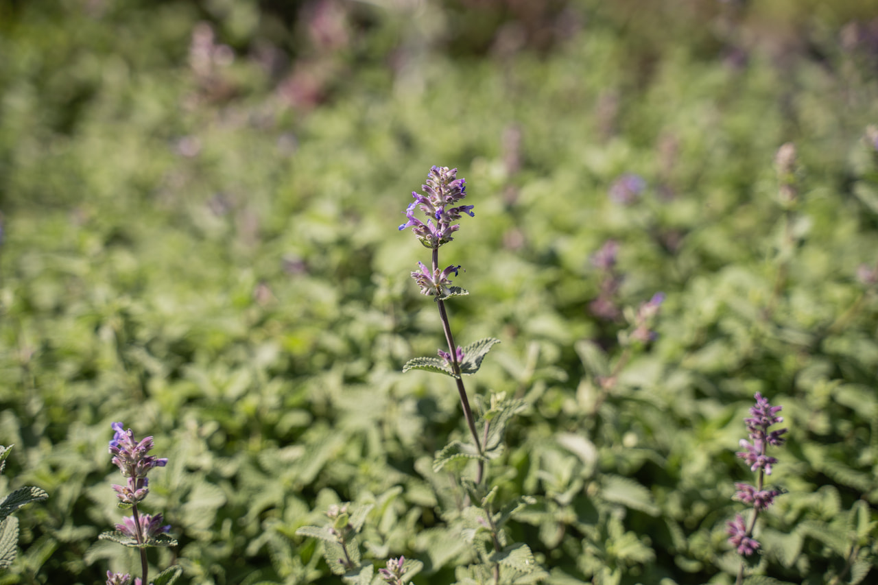 Šanta zkřížená , Loukykvět