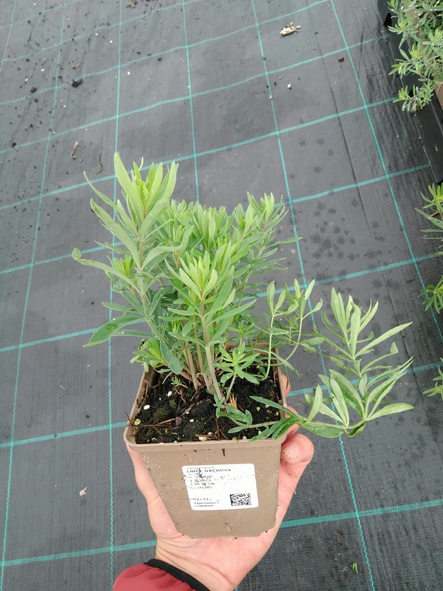 Purple toadflax - 28. 7. 2025