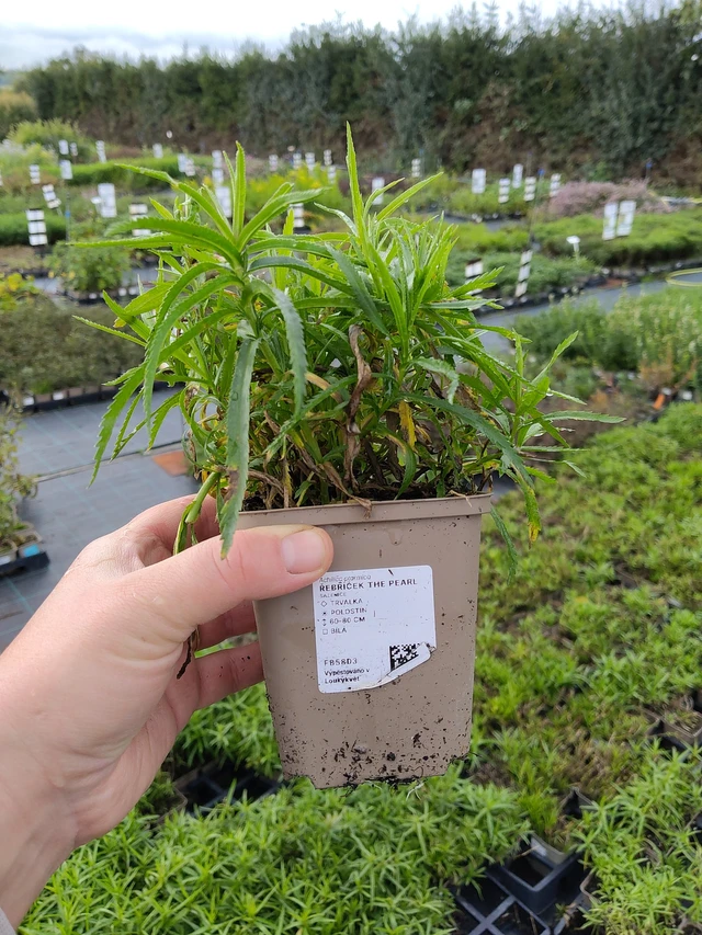 Milenrama The Pearl - 9. 10. 2025