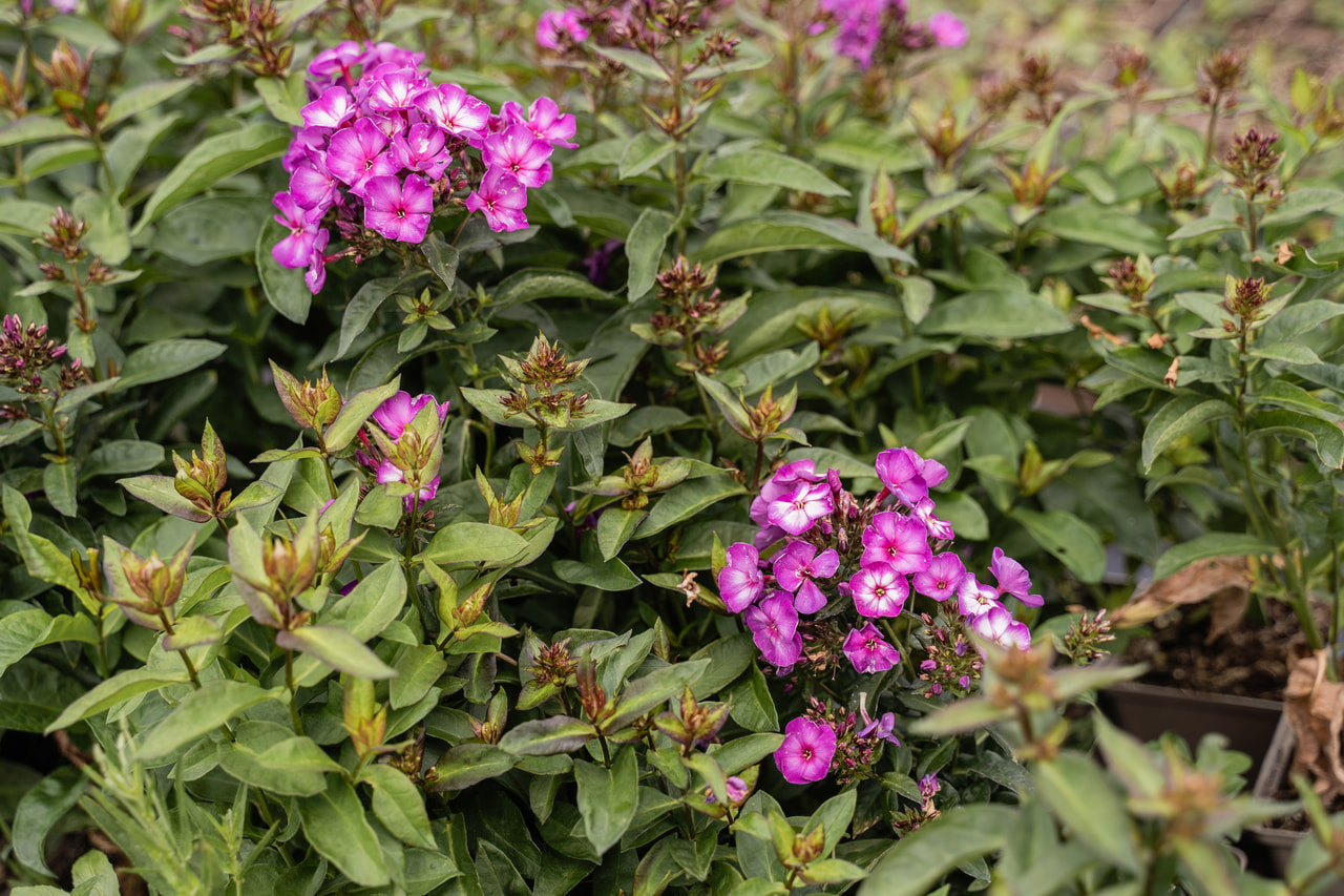 Flammenblume Sweet Summer Fantasy, Loukykvět