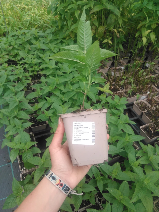 Monarda Croftway Pink - 2024