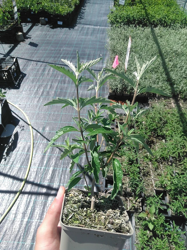 Caryopteris Stephi - 1. 7. 2025