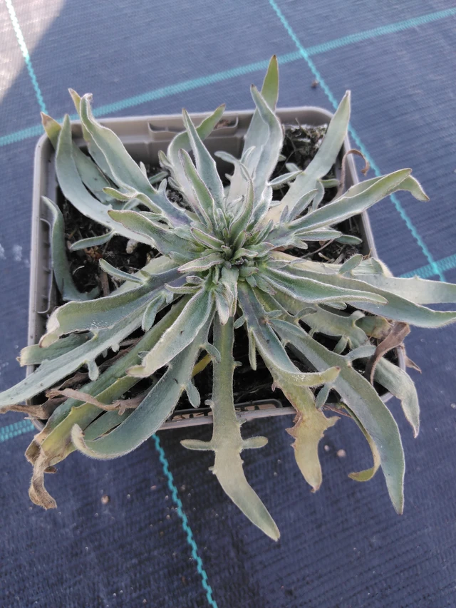 Poblekla modrá - 3. 4. 2025