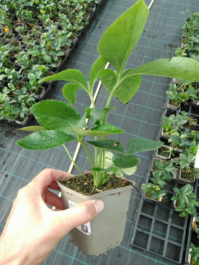 Eléboro Pretty Ellen Spotted - 28. 7. 2025