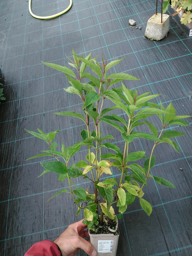 Punavirma Baby Joe - 28. 7. 2025