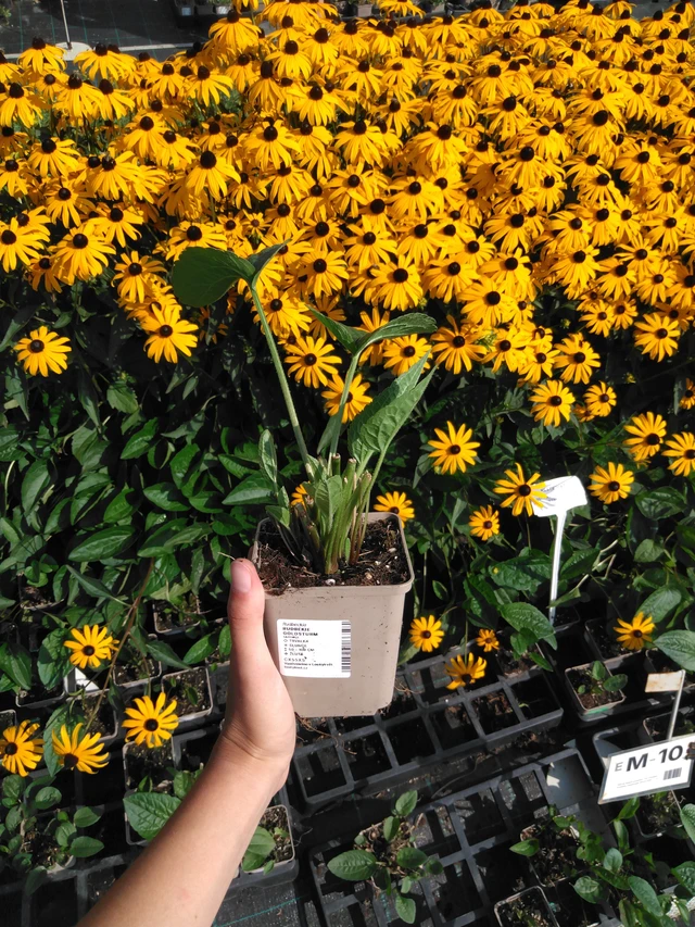 Rudbeckia Goldsturm - 2024