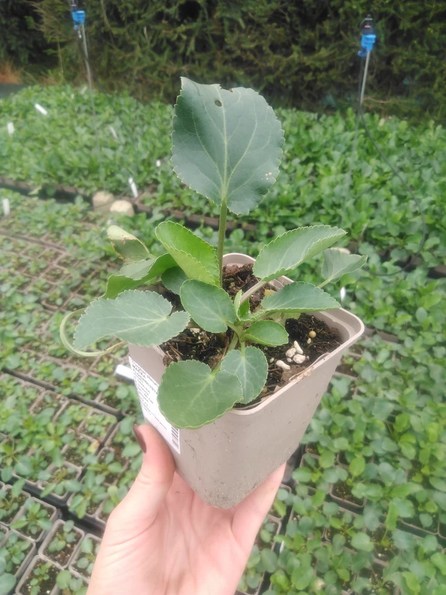 Panicaut plan - 2024