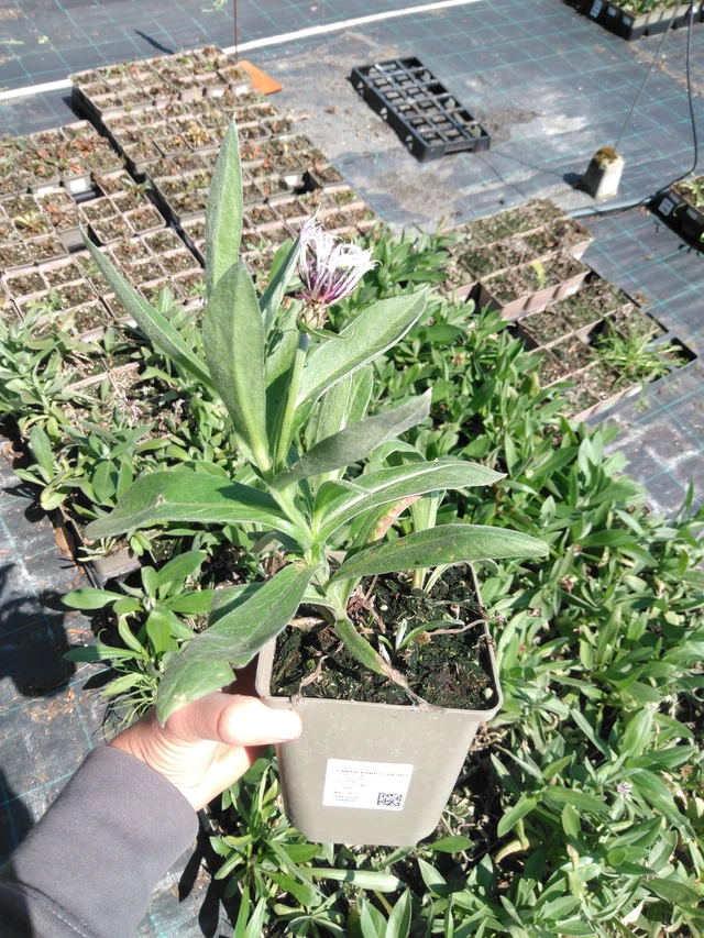 Aciano Purple Heart - 13. 5. 2025