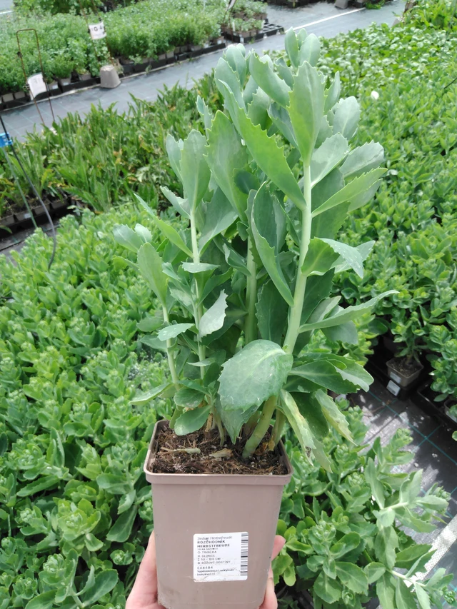 Rozchodník Herbstfreude - 2024