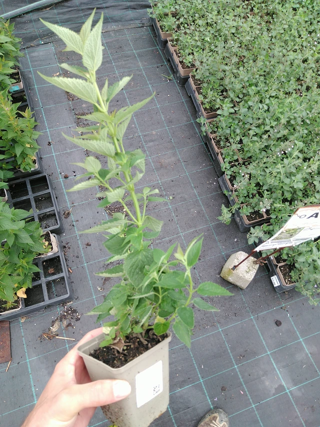 Iisoppi Blue Fortune - 28. 7. 2025