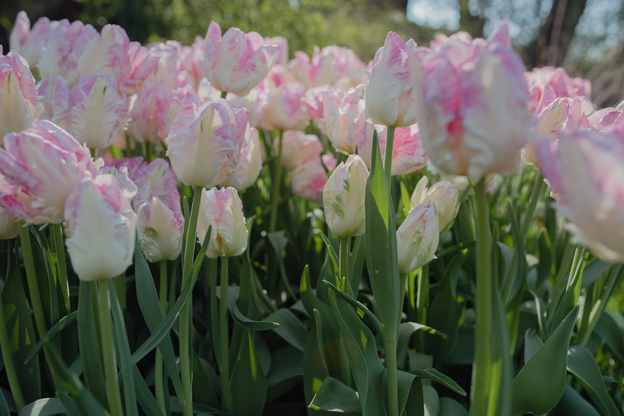 Tulipán Cabanna, Loukykvět