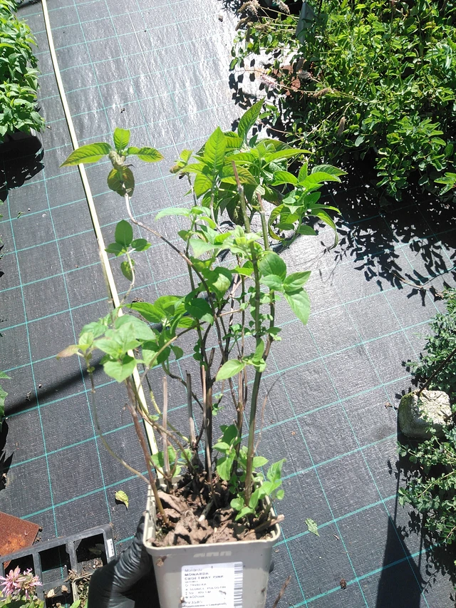 Monarda Croftway Pink - 19. 8. 2025