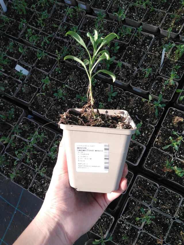 Baby's Breath Snowcloud White - 2024