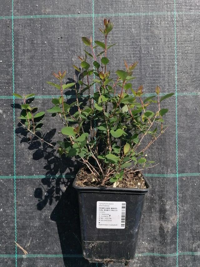 Pámelník Magical Ruby Falls - 2024