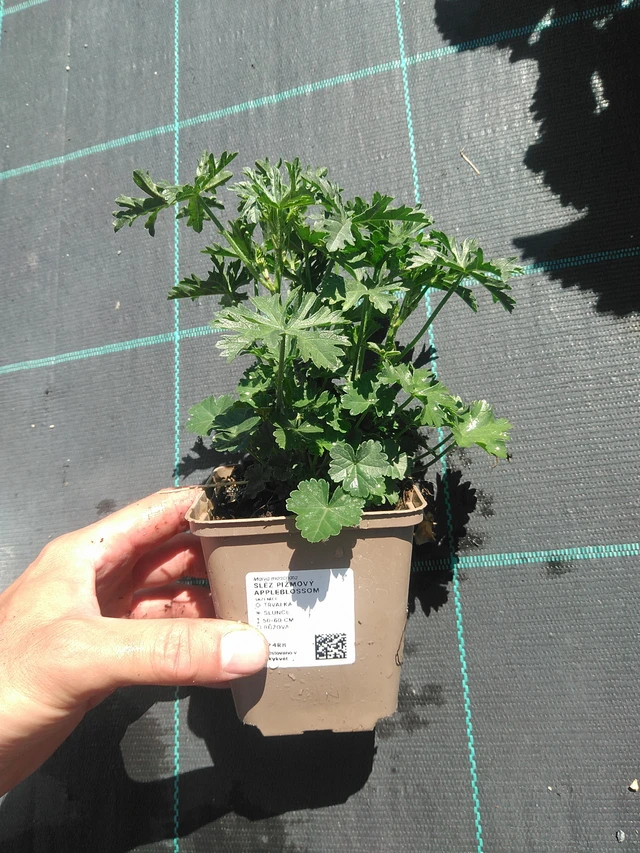 Myskihaukko Appleblossom - 30. 6. 2025