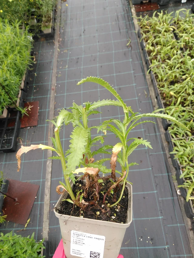 Milenrama Love Parade - 8. 7. 2025