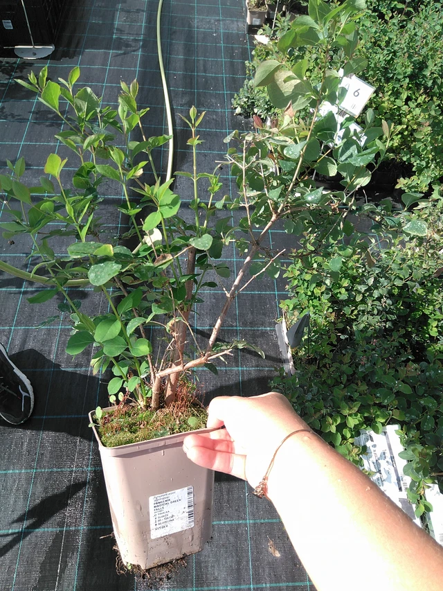 Snowberry Magical Green Falls - 11. 7. 2025