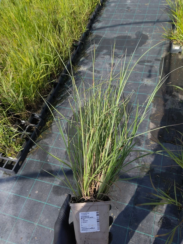 Parrake Heinä Blaze - 11. 9. 2025