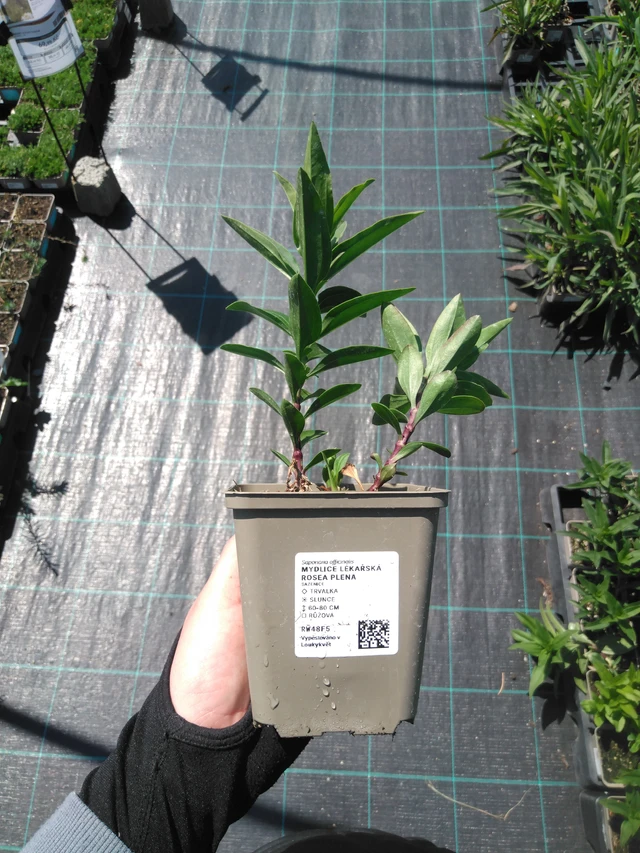 Saponaria officinalis Rosea Plena - 13. 5. 2025