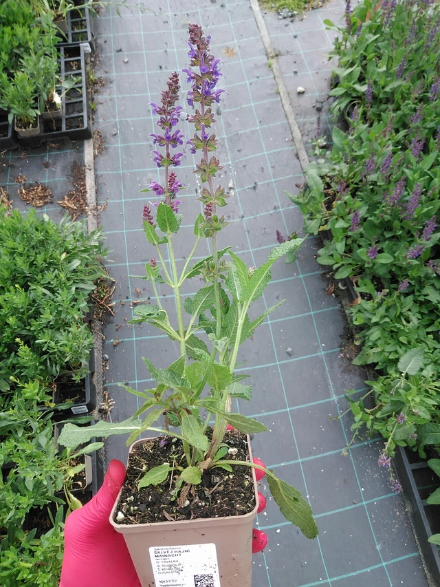 Šalvěj hajní Mainacht - 29. 7. 2025