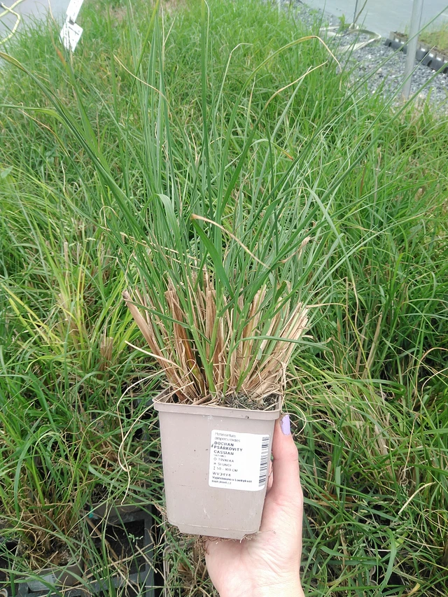 Pennisetum alopecuroides Cassian - 9. 6. 2025