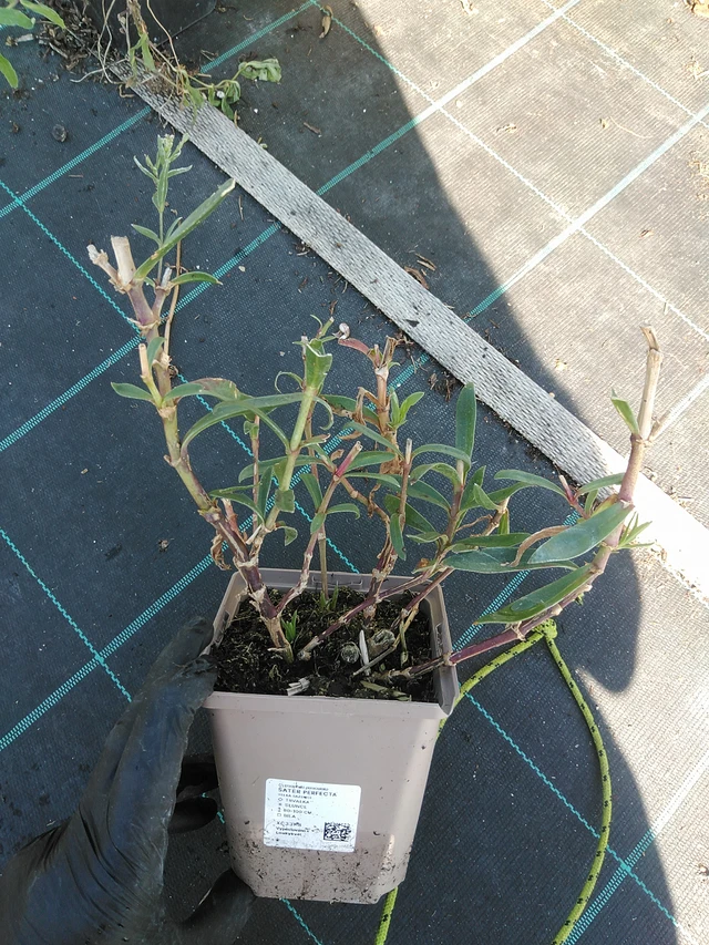 Gypsophila Perfecta - 19. 8. 2025