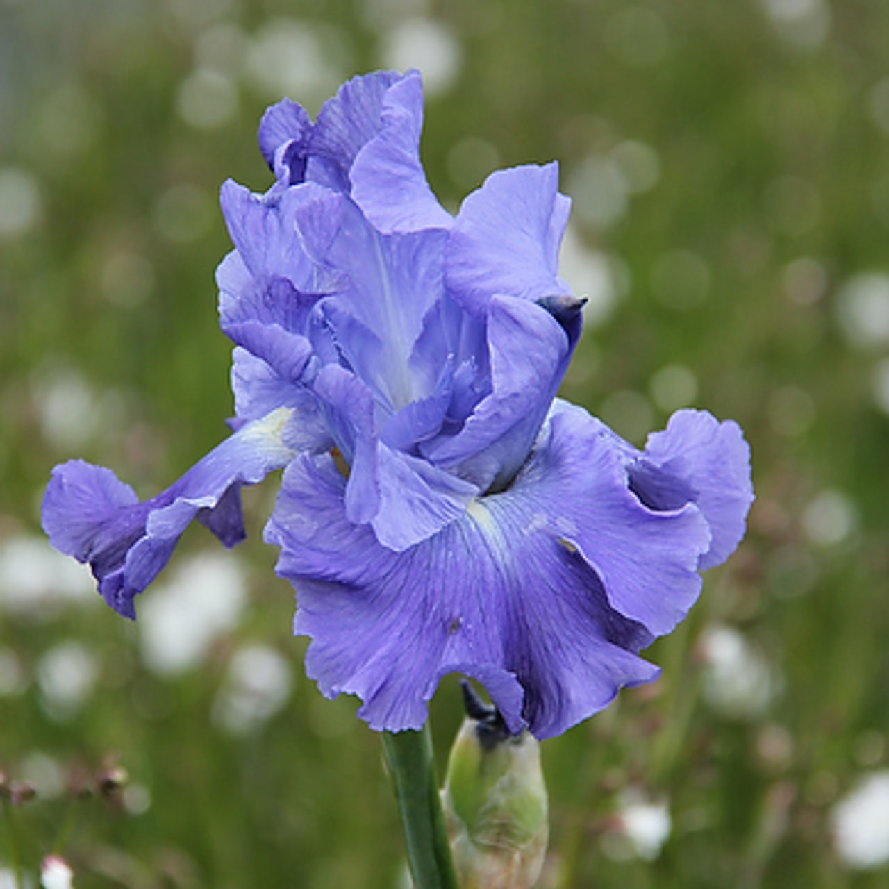 Kosatec Metolius Blues, Loukykvět