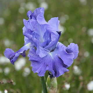 Kosatec Metolius Blues, Loukykvět
