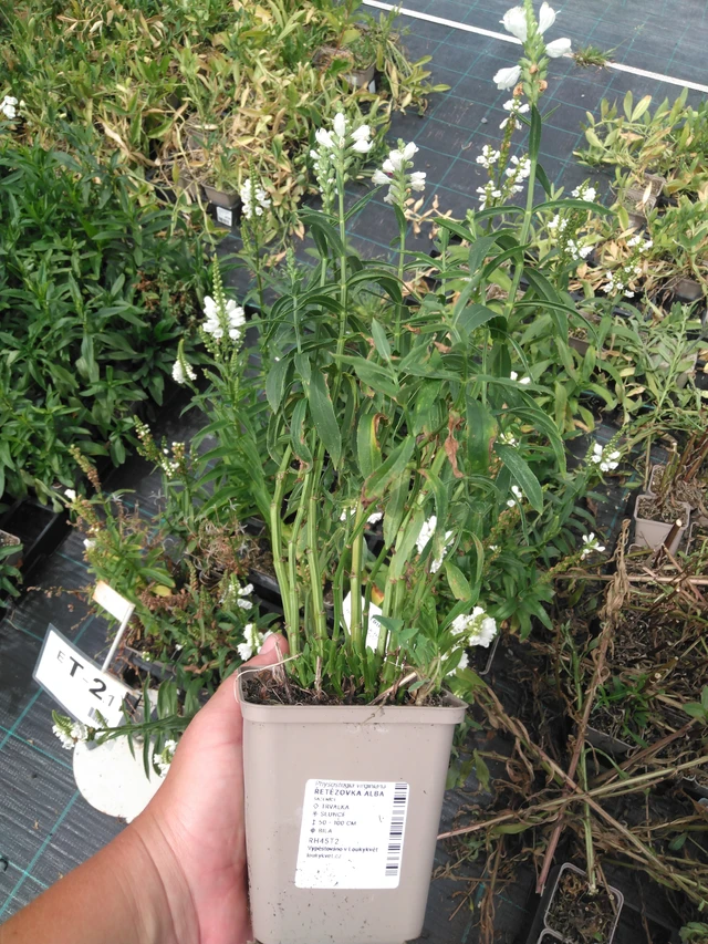 Fisostegia Alba - 2024