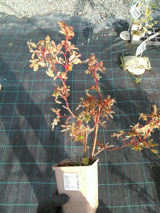 Rose Magical Delight (Kolmade) - 31. 10. 2025