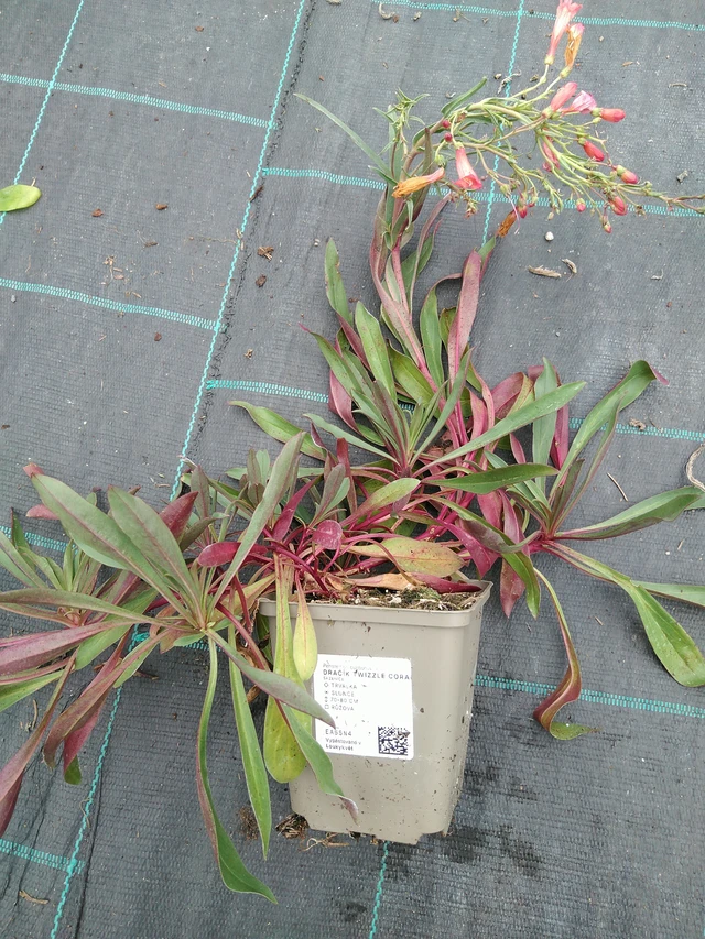 Flor de dragón Twizzle Coral - 10. 9. 2025