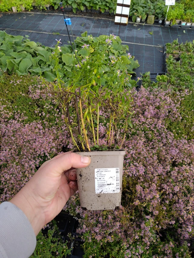 Asta Lovely - 9. 10. 2025