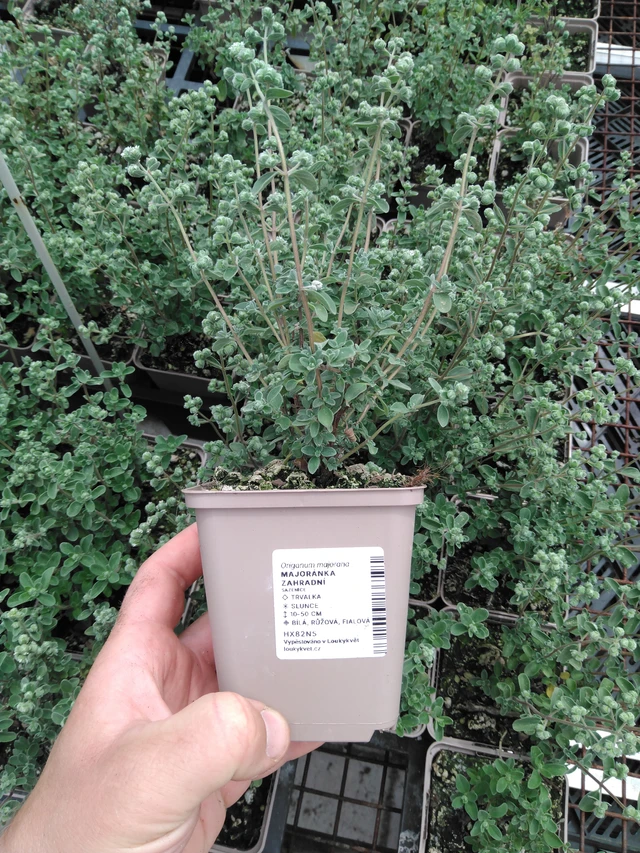 Majoránka zahradní - 2024