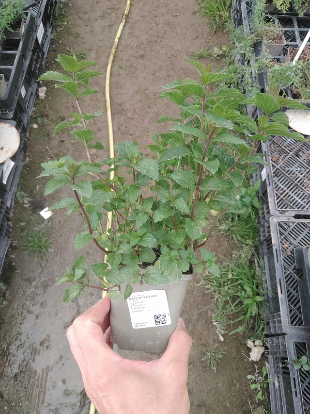 Menta After Eight - 1. 8. 2025