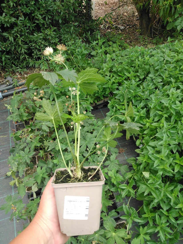 Masterwort Shaggy - 2024