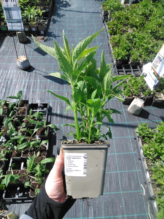 Sadec nachový - 13. 5. 2025