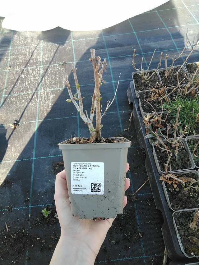 Hortensia paniculé Silver Dollar - 7. 4. 2026