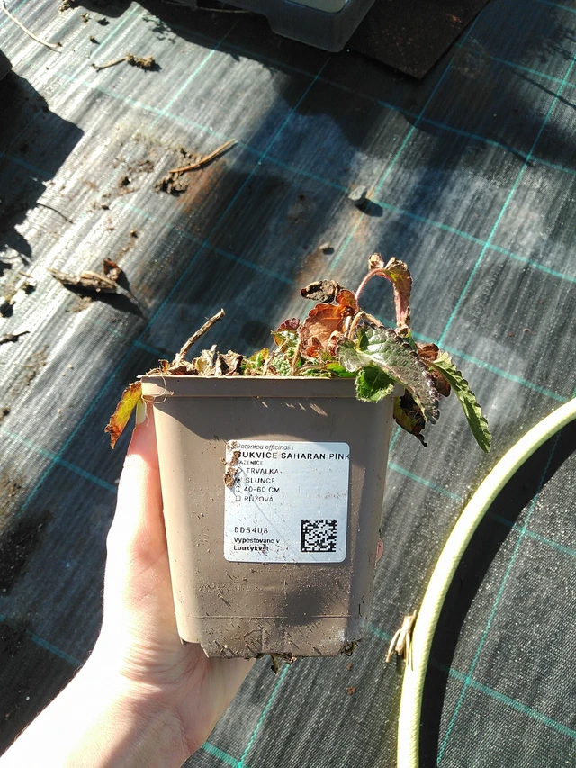 Ziest Saharan Pink - 7. 4. 2026