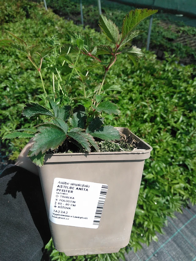 Astilbe Anita Pfeifer - 13. 5. 2025