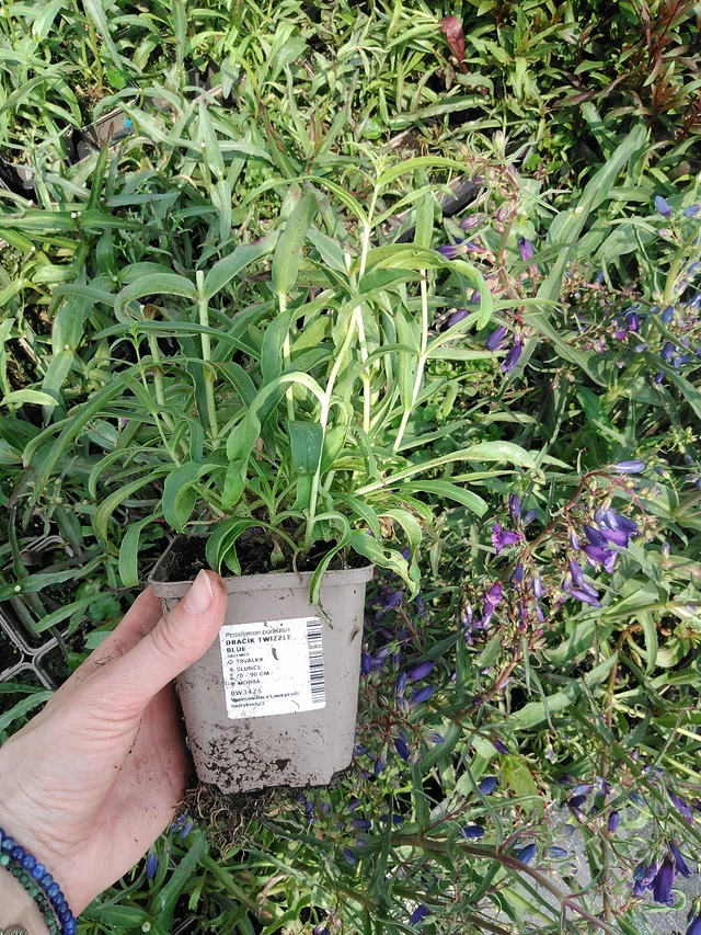 Flor de dragón Twizzle Blue - 9. 6. 2025