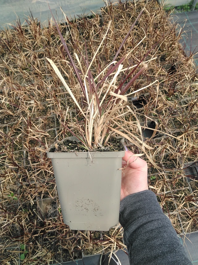 Pasto de fuente Rubens - 9. 6. 2025