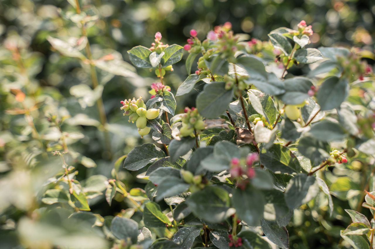 Symphorine Magical Green Falls, Loukykvět
