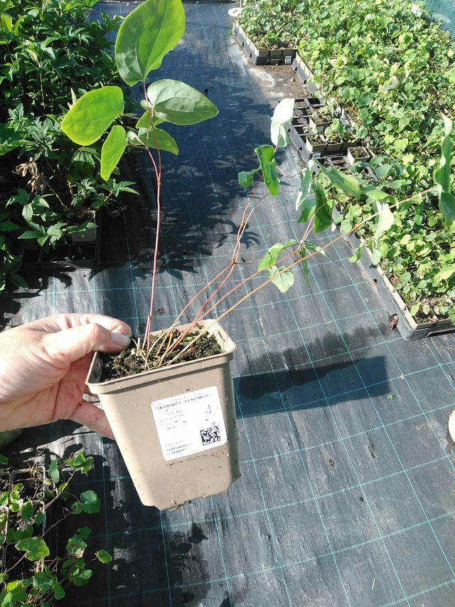 Epimedium Yenomoto - 19. 8. 2025