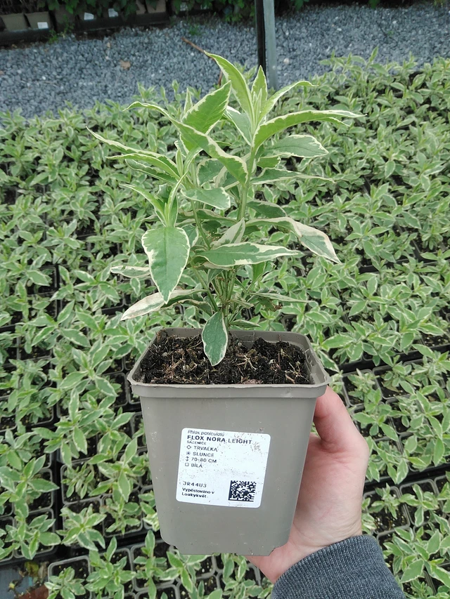 Flox Nora Leight - 9. 6. 2025