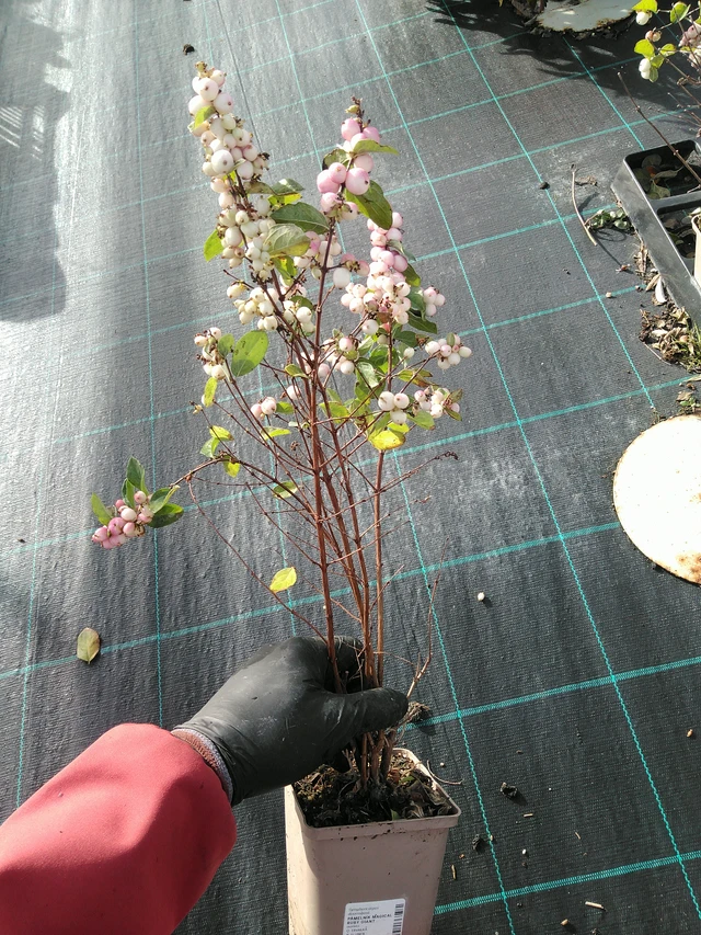 Snowberry Magical Ruby Giant - 31. 10. 2025