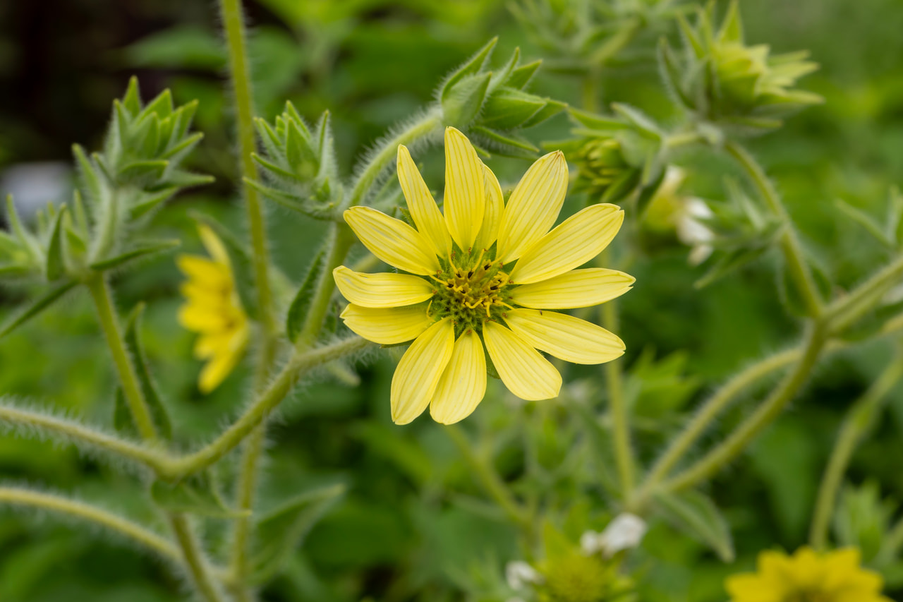 Gladiolus, Loukykvět