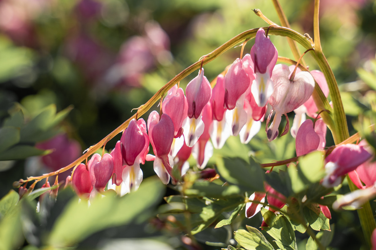 Szívvirág, Loukykvět