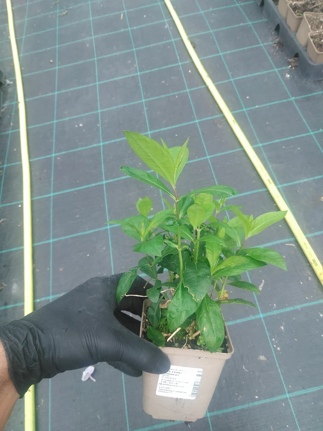 Flox Franz Schubert - 10. 9. 2025